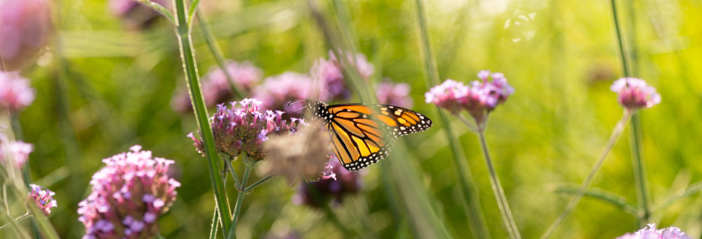 looking through a garden of verbena flowers with butterfly